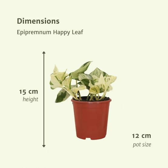 4x Epipremnum Happy Leaf - D12 H15cm - Image 4