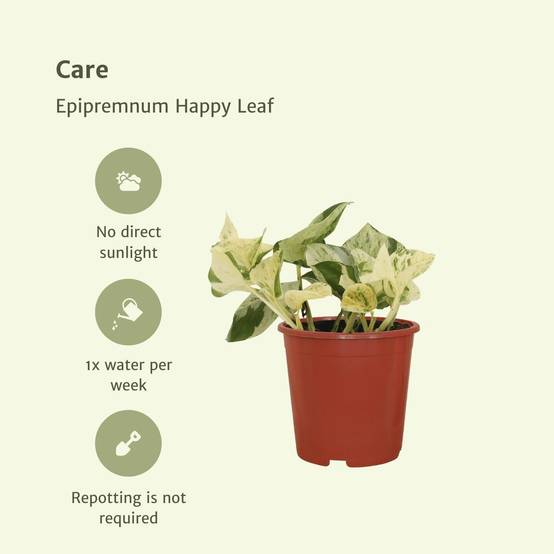 4x Epipremnum Happy Leaf - D12 H15cm - Image 5