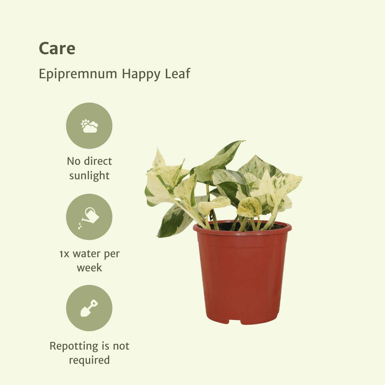 4x Epipremnum Happy Leaf - D12 H15cm - Image 5