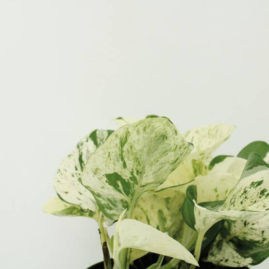 4x Epipremnum Happy Leaf - D12 H15cm - Image 3