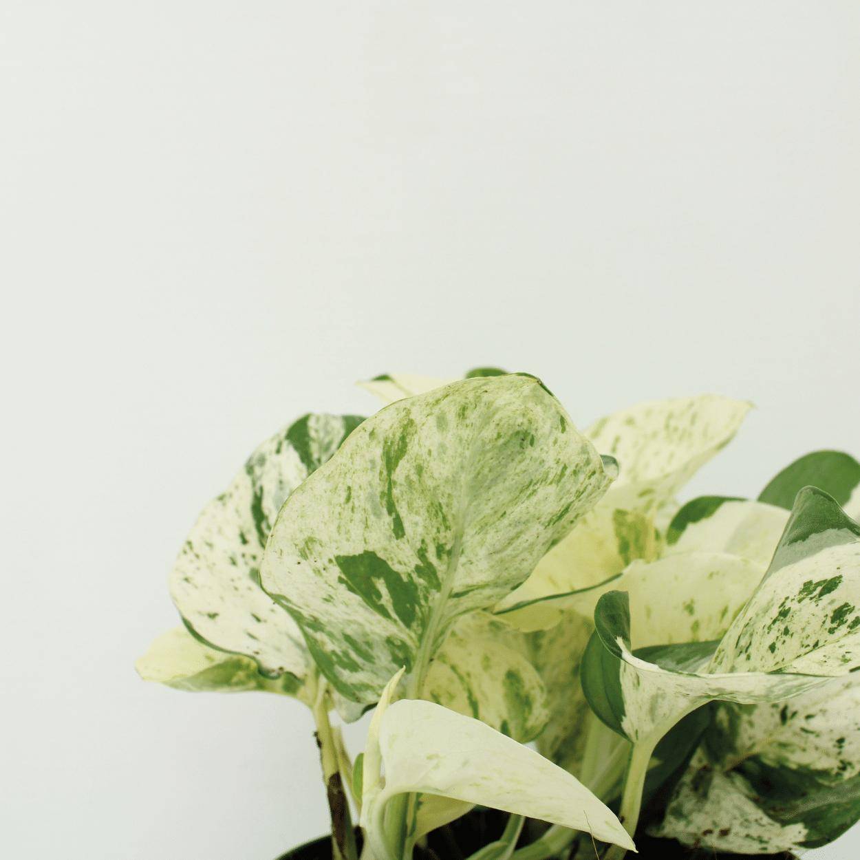 4x Epipremnum Happy Leaf - D12 H15cm - Image 3