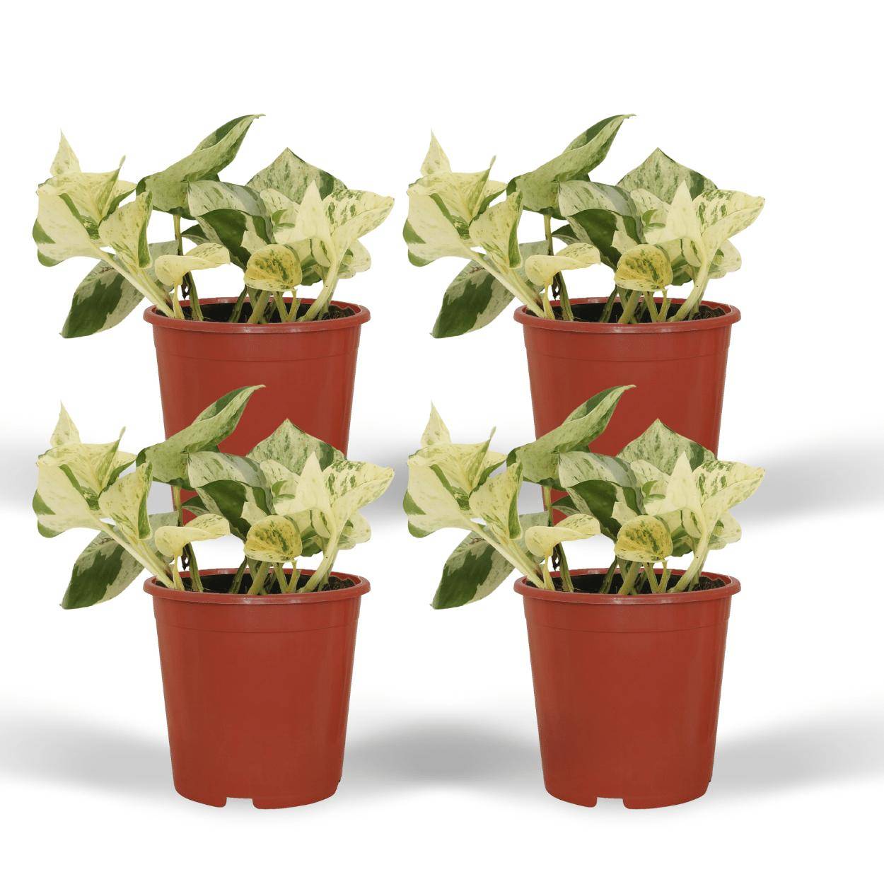 4x Epipremnum Happy Leaf - D12 H15cm - Image 1