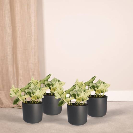 4x Epipremnum Happy Leaf - D12 H15cm - Image 2
