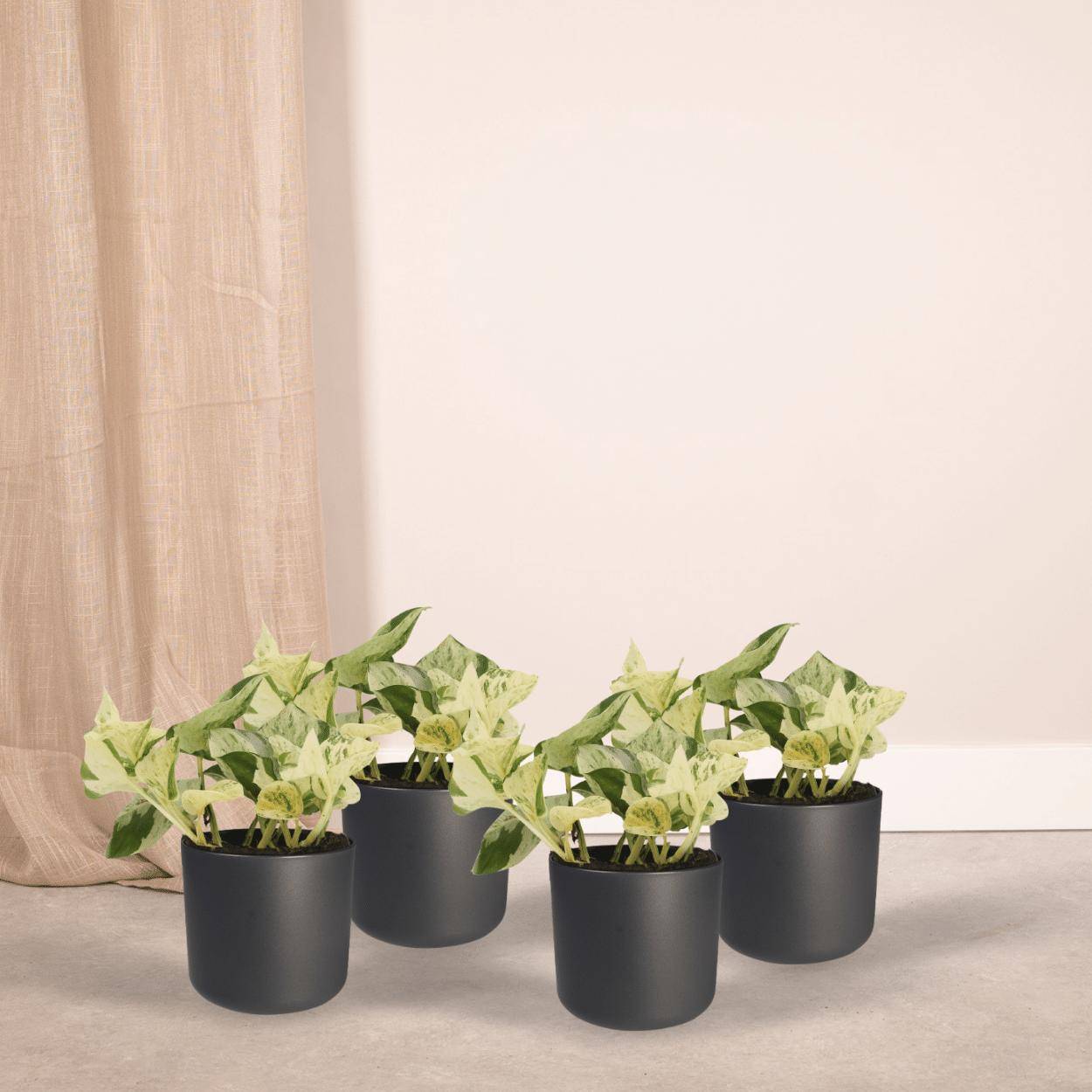 4x Epipremnum Happy Leaf - D12 H15cm - Image 2