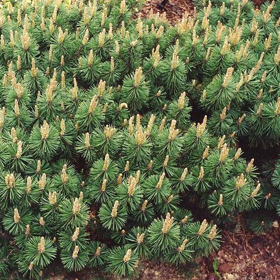 Pinus mugo Humpy - Pin nain de montagne Pot de 7,5L/10L - Jardiland