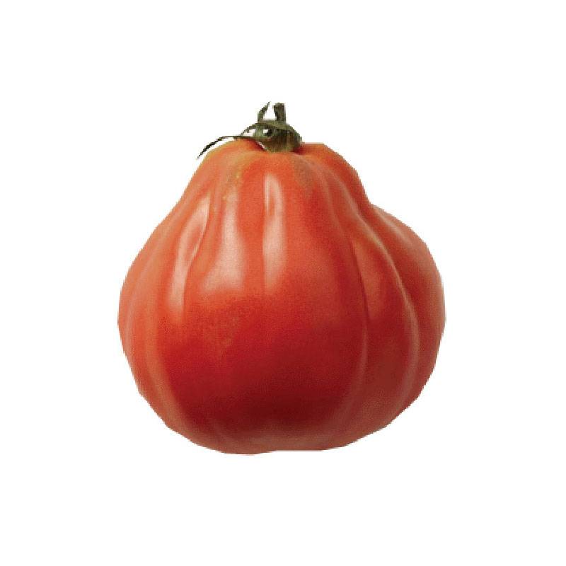 Tomate Liguria le sachet de 30 graines environ (0,1g)