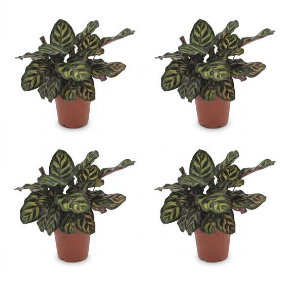 Calathea Makoyana - Plante Paon - Pot de 12cm - Hauteur 25cm - 4 plantes - Sans cache-pot - Plantes d'intérieur - Image 2