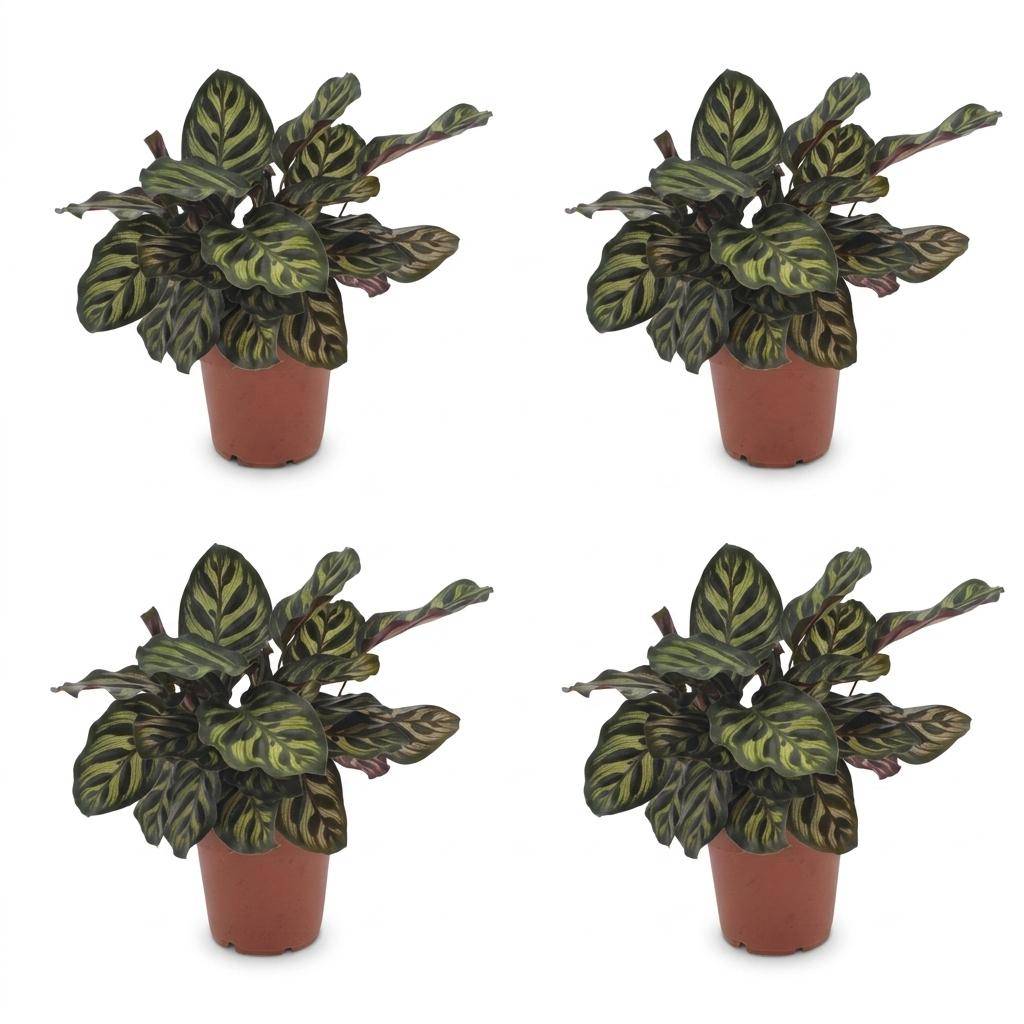Calathea Makoyana - Plante Paon - Pot de 12cm - Hauteur 25cm - 4 plantes - Sans cache-pot - Plantes d'intérieur - Image 2