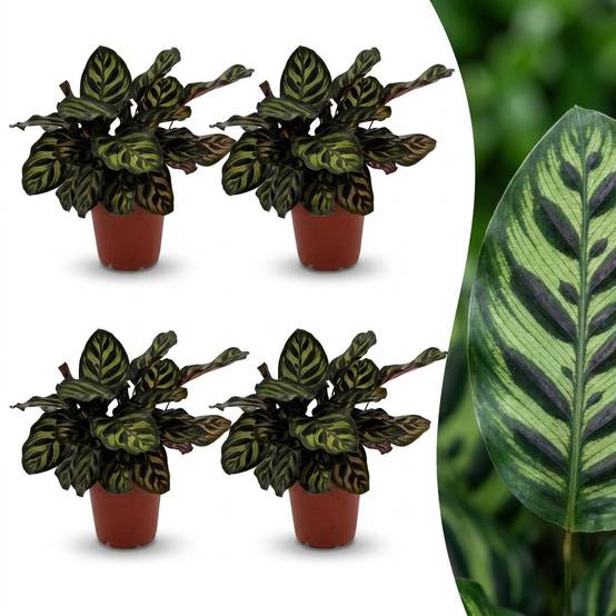 Calathea Makoyana - Plante Paon - Pot de 12cm - Hauteur 25cm - 4 plantes - Sans cache-pot - Plantes d'intérieur - Image 1