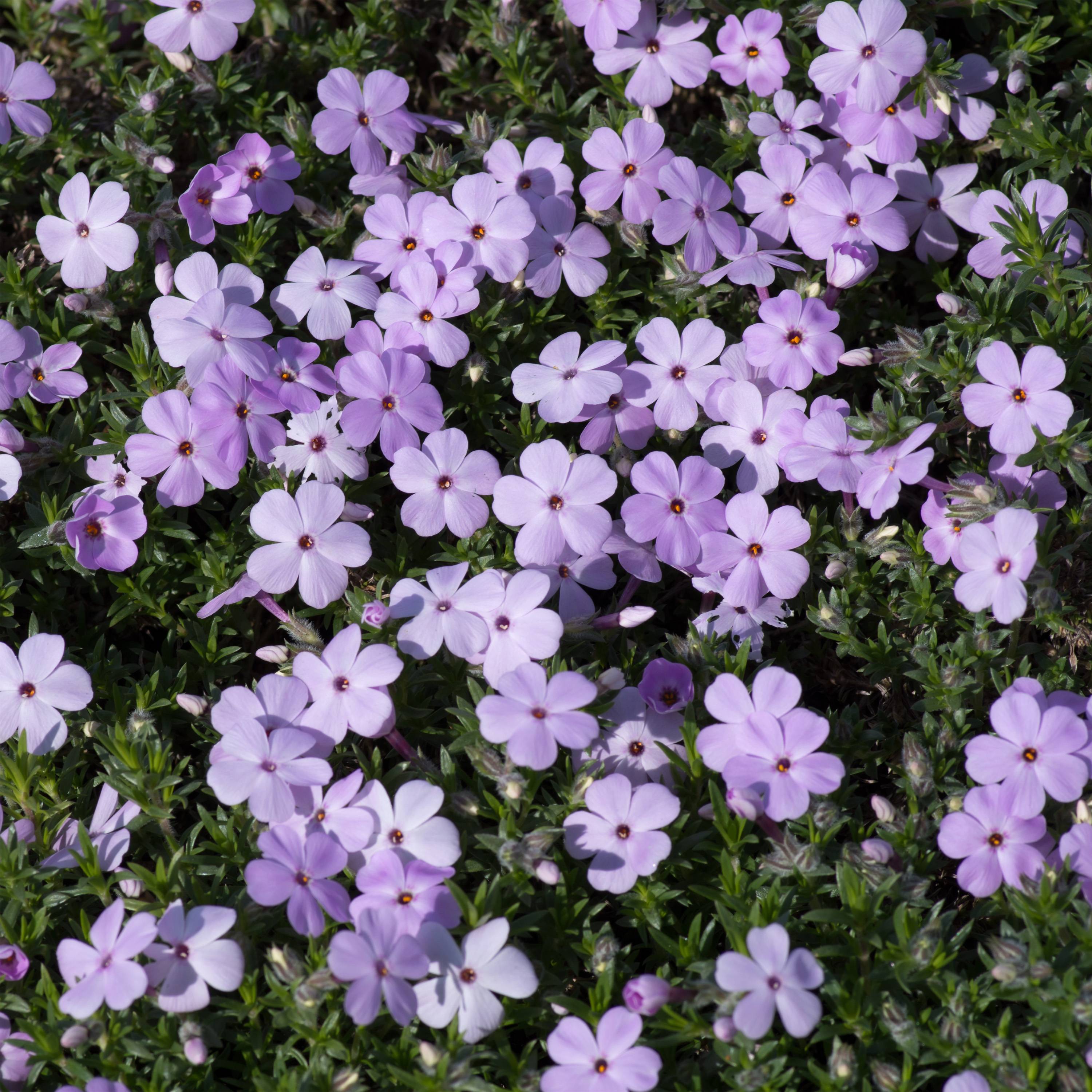 Phlox douglasii Lilac Cloud - Phlox mousse Godet de 8/9 cm