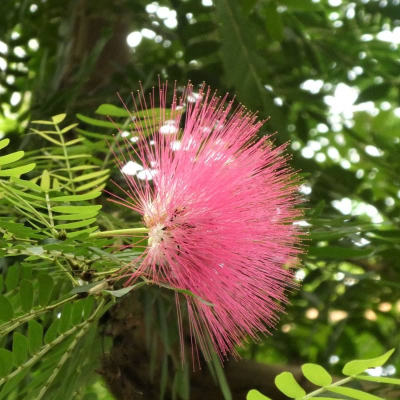 Arbre aux houppettes Dixie Pink, Calliandra à fleurs Rose - feuillage Caduc - Pot de 3L - 40/60 cm-  hauteur à maturité De 1,50 m à 2,00 m - Image 2