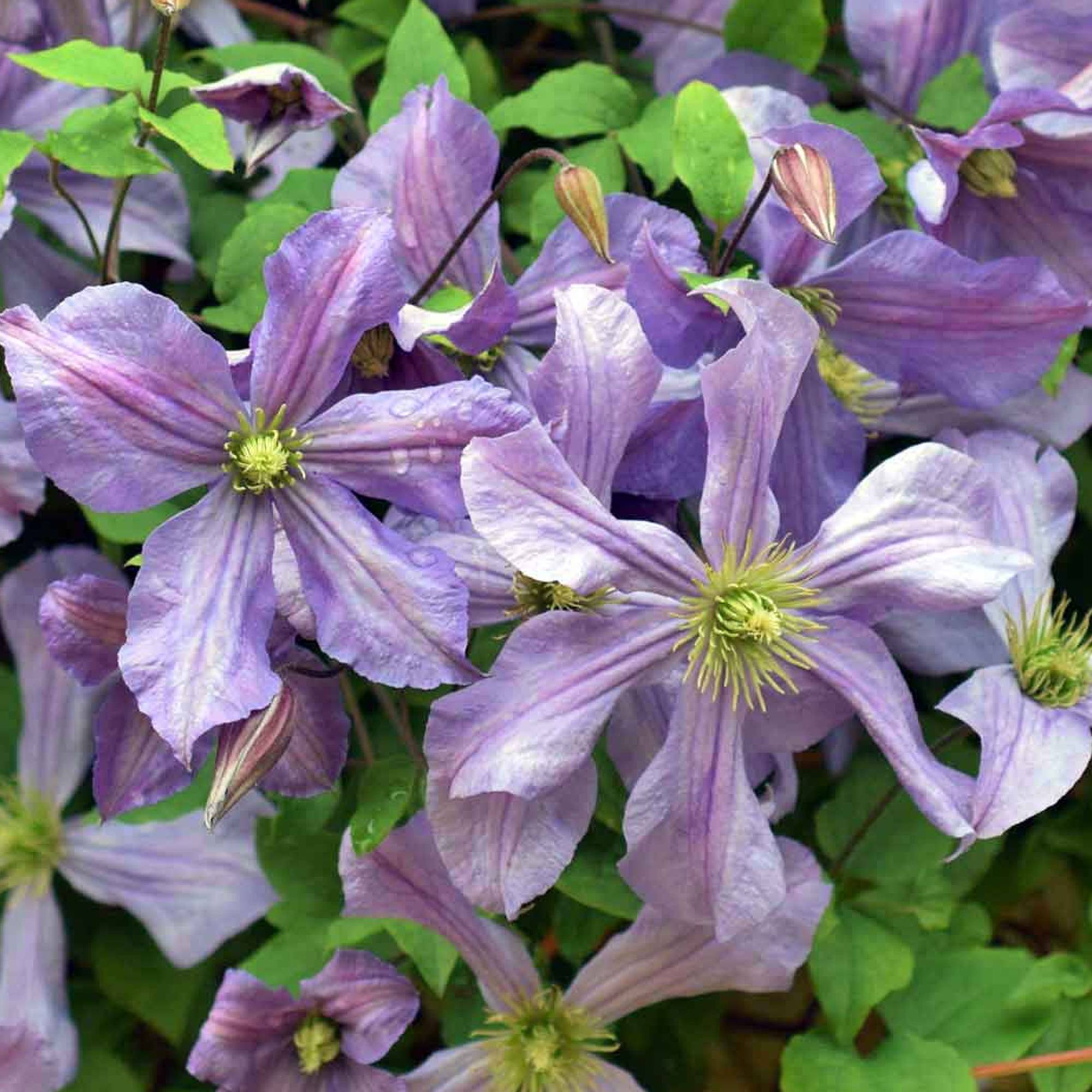 Gardenersdream - Clématite 'Prince Charles' plante grimpante à feuilles caduques en pot de 9 cm - GardenersDream - Imagen 3