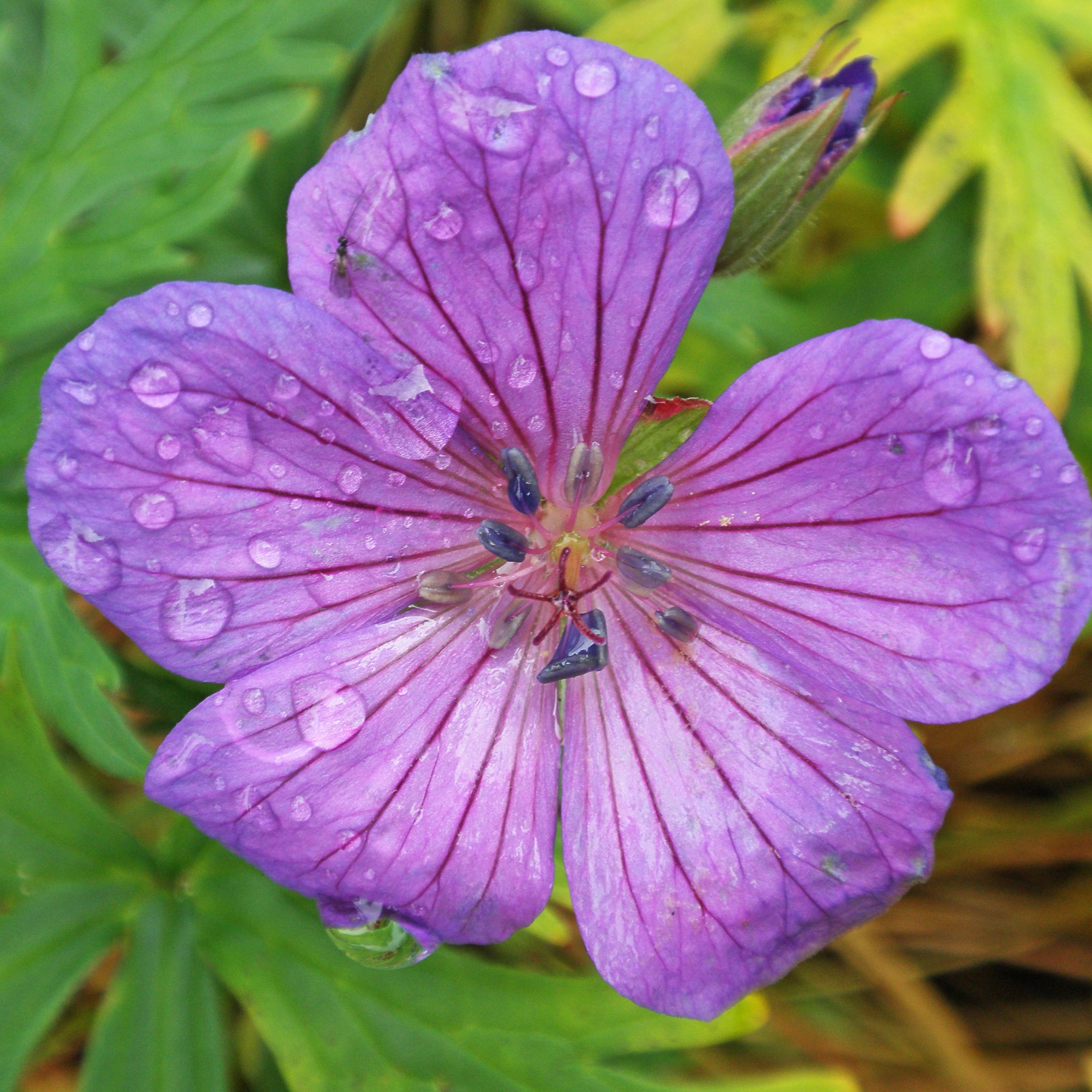 Géranium vivace clarkei Kashmir Purple Godet de 8/9 cm