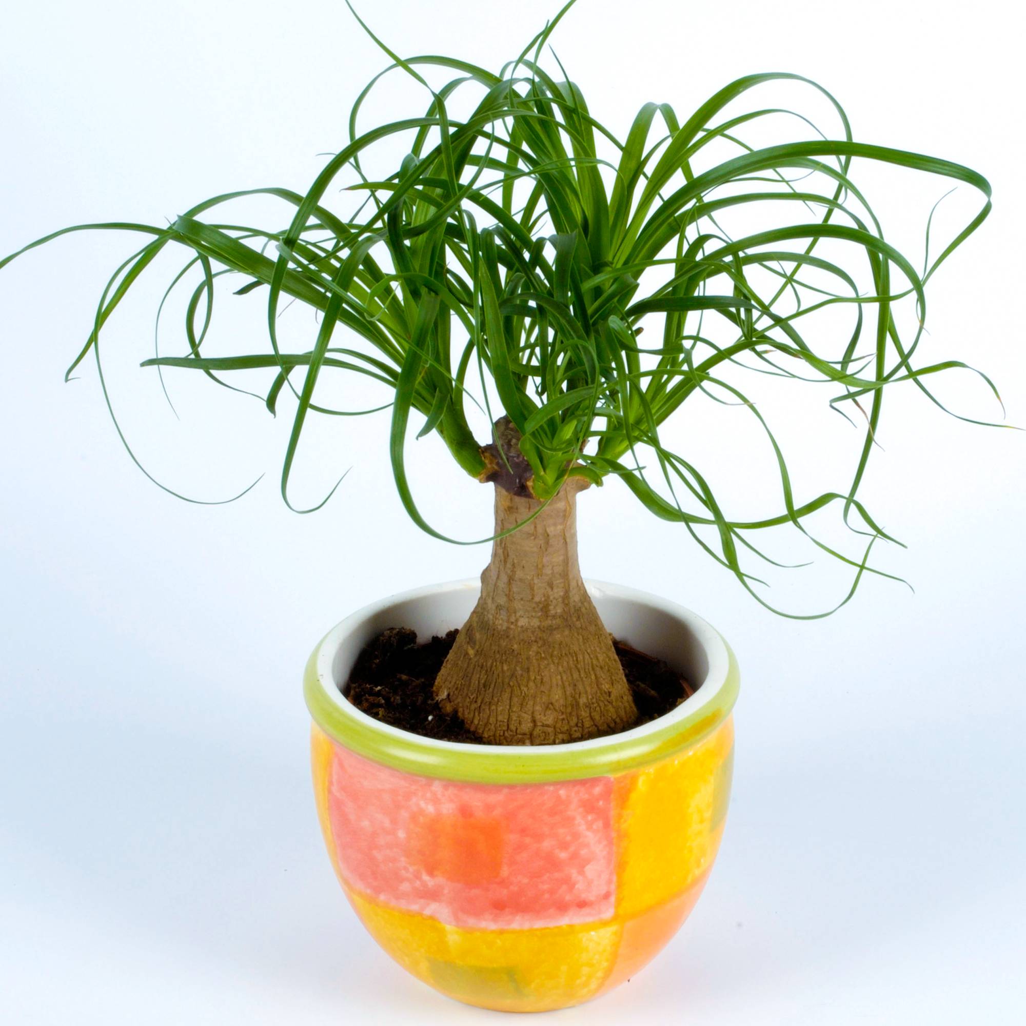 Gardenersdream - Beaucarnea Recurvata 40-50 Cm En Pot Plante D'Intérieur Vigoureuse Pour La Maison Ou Le Bureau - GardenersDream - Imagen 1