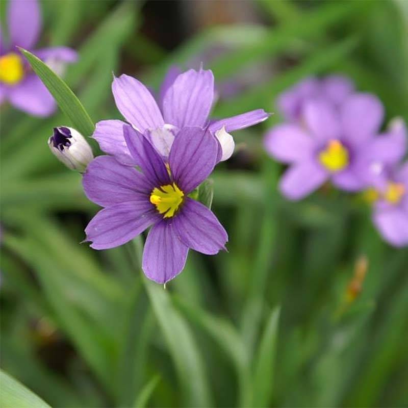 Sisyrinchium Lucerne - Bermudienne hybride Godet de 8/9 cm