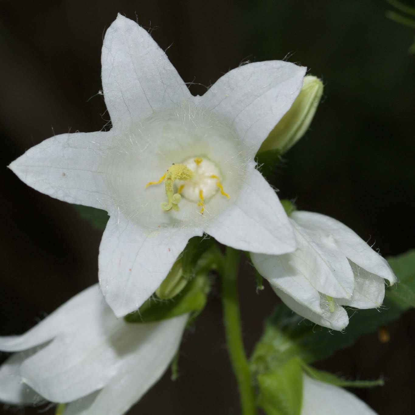 Campanule latifolia var. macrantha alba Godet de 8/9 cm