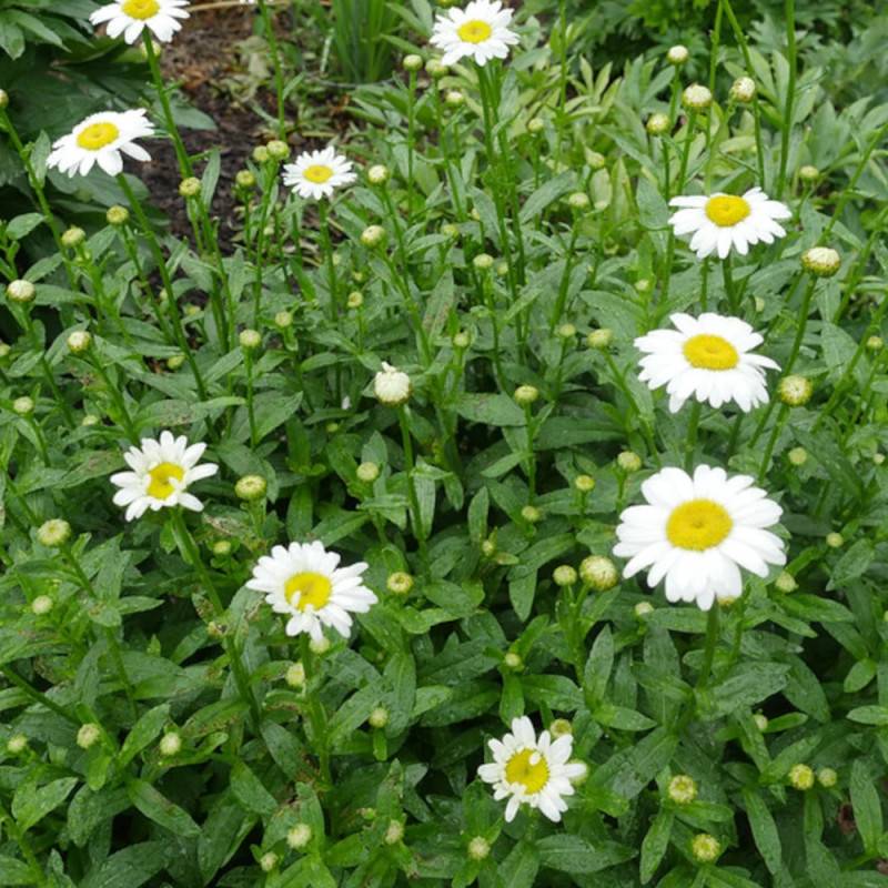 Marguerite d'été Becky à fleurs Blanche/Jaune - feuillage Caduc - Godet - 5/20 cm - Imagen 3