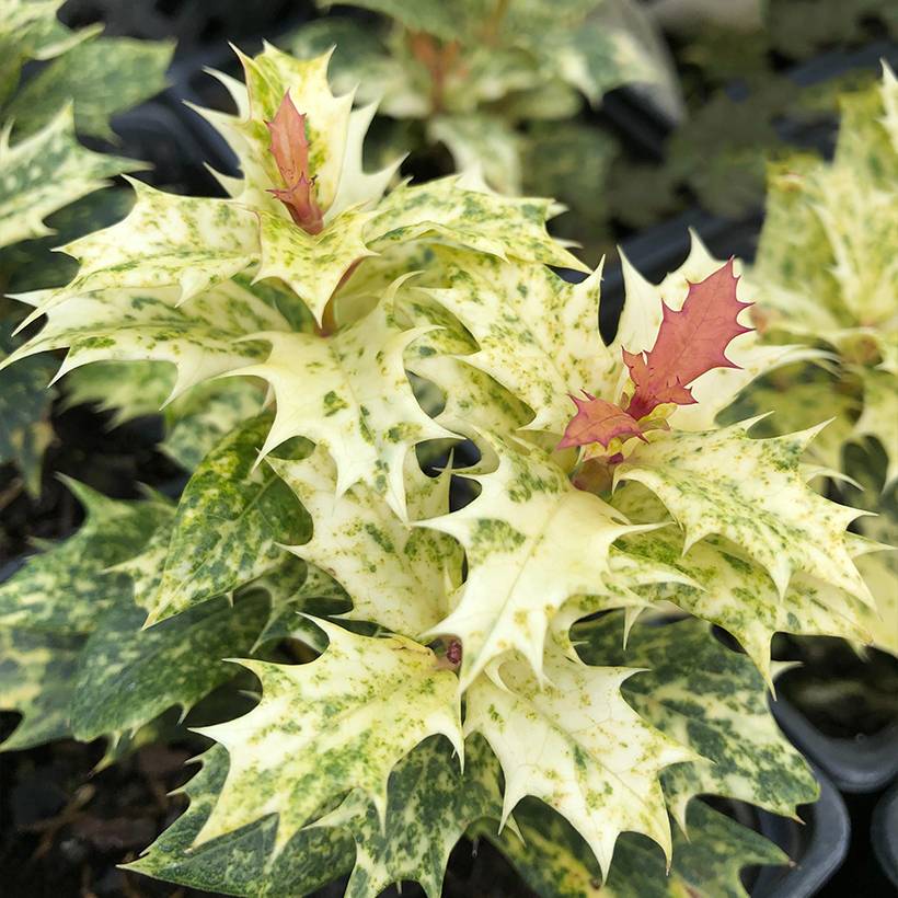 Osmanthus heterophyllus tricolor Godet de 8/9 cm