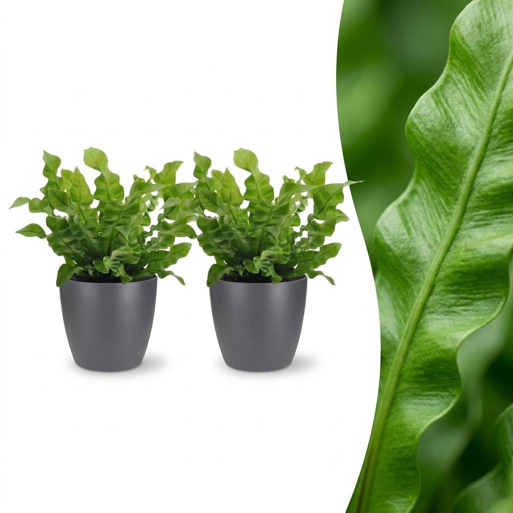 La Green Touch - Asplenium nidus Crispy Wave - Fougère nid d'oiseau - Lot de 2 plantes - Avec cache-pot gris - Pot Ø12 cm, H 30 cm - Image 1