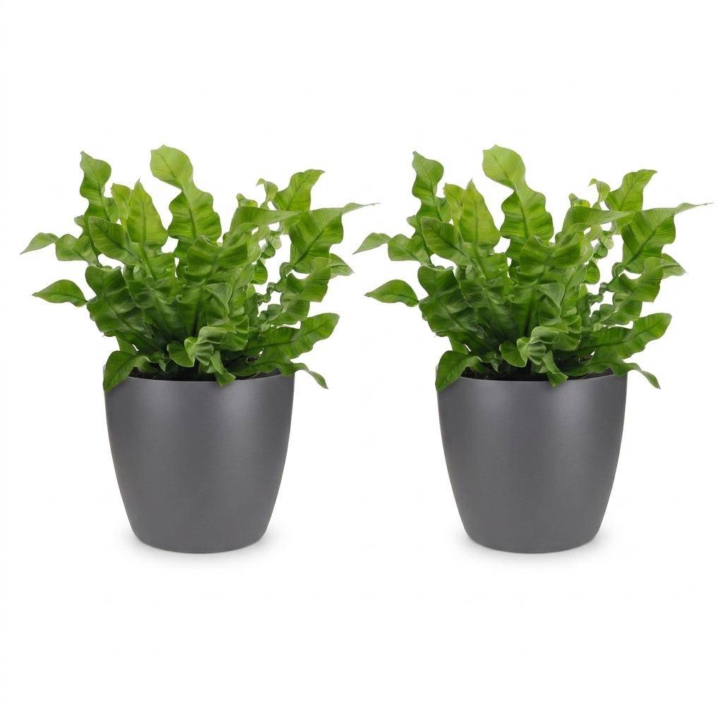 La Green Touch - Asplenium nidus Crispy Wave - Fougère nid d'oiseau - Lot de 2 plantes - Avec cache-pot gris - Pot Ø12 cm, H 30 cm - Image 2