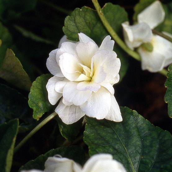 Promesse de Fleurs - Violette odorante, Viola odorata Reine Des Blanches, pensée Godet de 8/9 cm