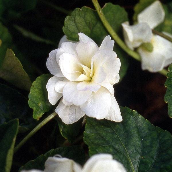 Promesse de Fleurs - Violette odorante, Viola odorata Reine Des Blanches, pensée Godet de 8/9 cm