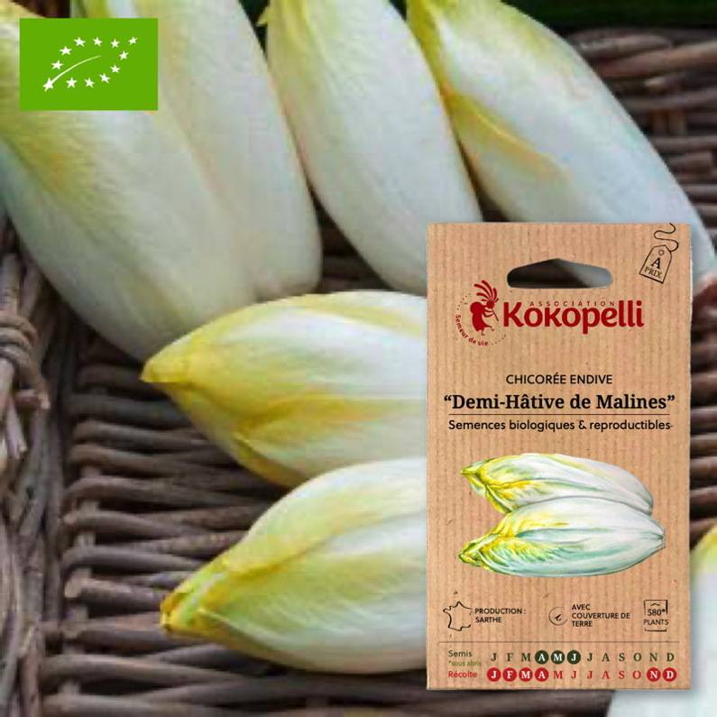 Association Kokopelli - Chicorée Endive De Malines- Graines bio à semer - Image 1