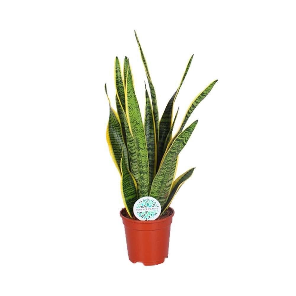 Sansevieria Trifasciata Laurentii 60cm - Plante d'intérieur- La Green Touch - Image 4