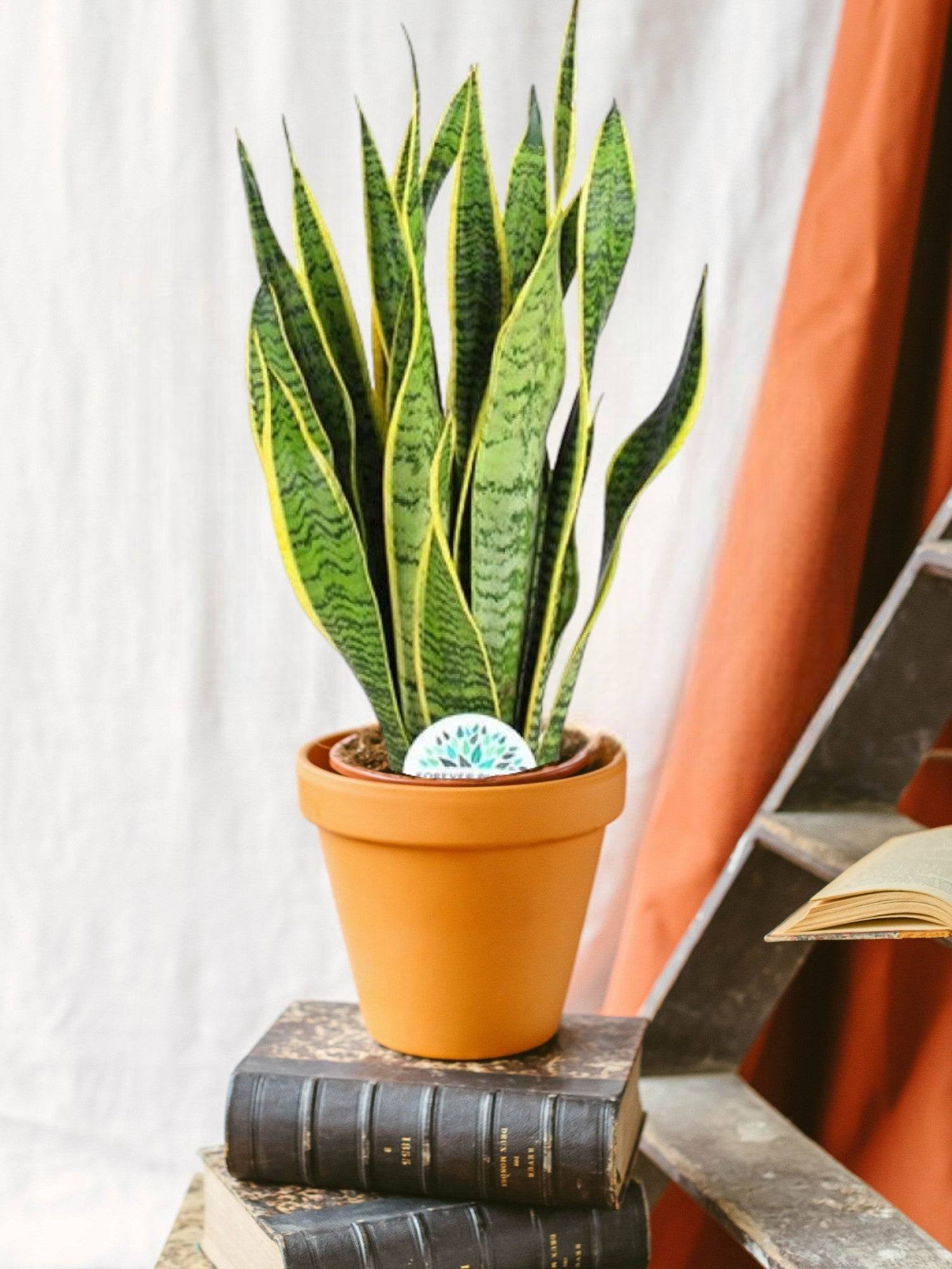La Green Touch - Sansevieria Trifasciata Laurentii 60cm - Plante d'intérieur- La Green Touch - Image 1