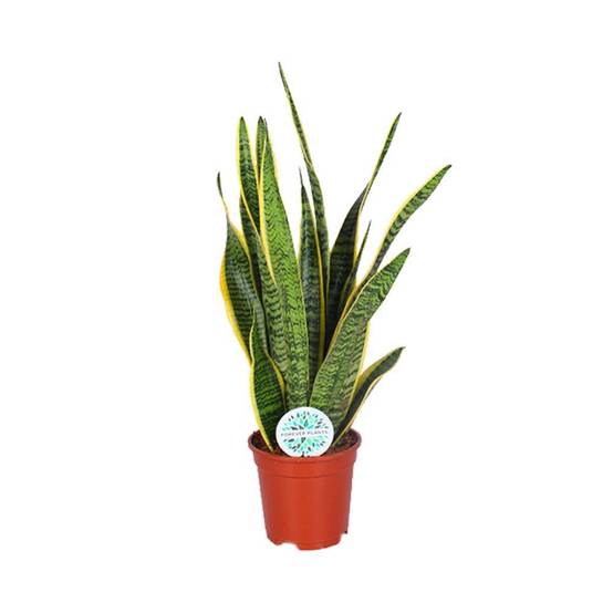 Sansevieria Trifasciata Laurentii 60cm - Plante d'intérieur- La Green Touch - Image 1