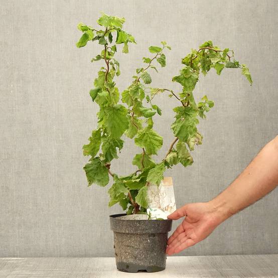 Corylus avellana contorta Medusa - Noisetier tortueux nain Pot de 3L/4L - Image 2