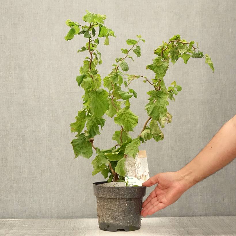 Corylus avellana contorta Medusa - Noisetier tortueux nain Pot de 3L/4L - Image 2