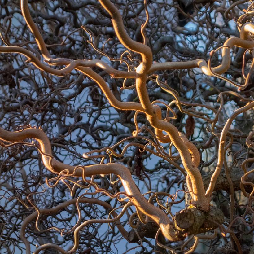Corylus avellana contorta Medusa - Noisetier tortueux nain Pot de 3L/4L - Image 1