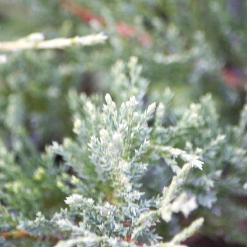 Genévrier sabine Blue Danube, Juniperus - Godet - 5/20 cm - Imagen 1