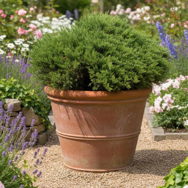 Genévrier sabine Blue Danube, Juniperus - Godet - 5/20 cm - Imagen 4