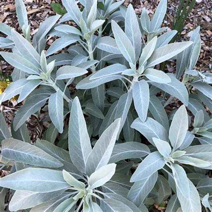 Promesse de Fleurs - Sauge sacrée blanche - Salvia apiana Godet de 7/8 cm