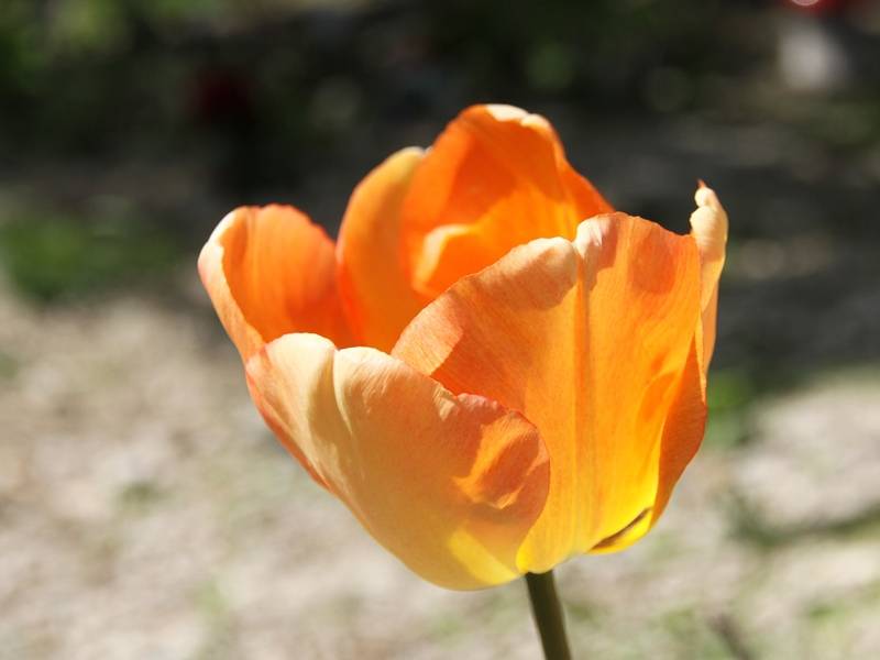 Promesse de Fleurs - Tulipe Darwin Daydream Bulbe calibre 10+ (par 10)