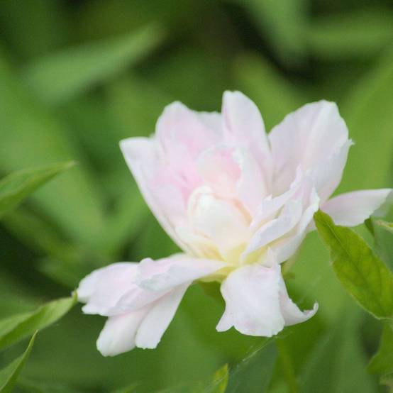 Liseron d'ornement Flore Pleno, Calystegia à fleurs Rose - feuillage Caduc - Godet - 5/20 cm- hauteur à maturité De 2,50 m à 3,00 m