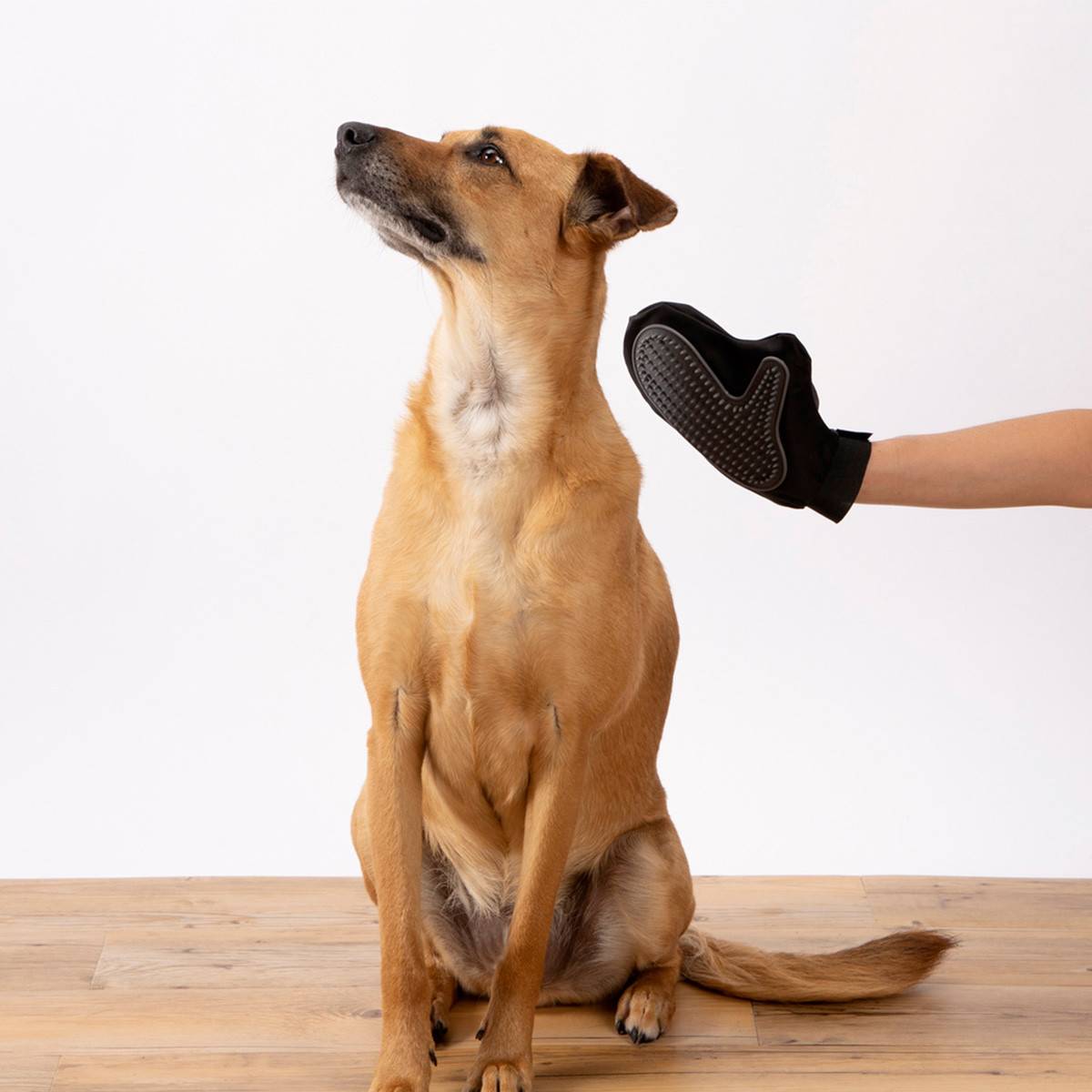 Love Story - Gant de Brossage pour Chien & Chat "1 Face" 24cm Noir - Image 4