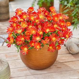 Promesse de Fleurs - Delosperma Ocean Sunset Orange Vibe Godet de 8/9 cm