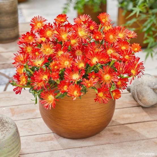 Delosperma Ocean Sunset Orange Vibe Godet de 8/9 cm