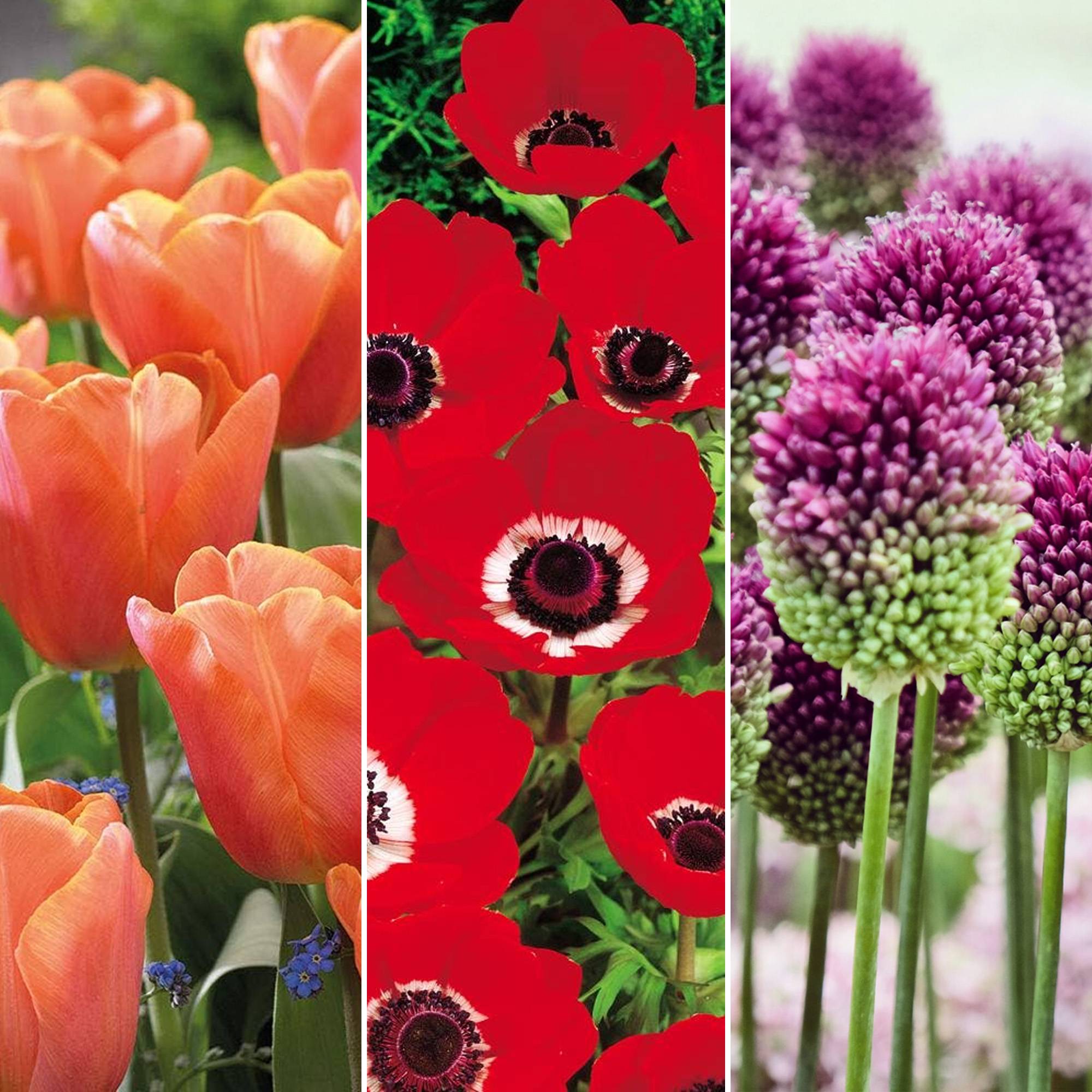 Gardenersdream - Jardin de bulbes Mélange coloré de tulipes, anémones, alliums, muscari et narcisses (125 bulbes) - Imagen 3