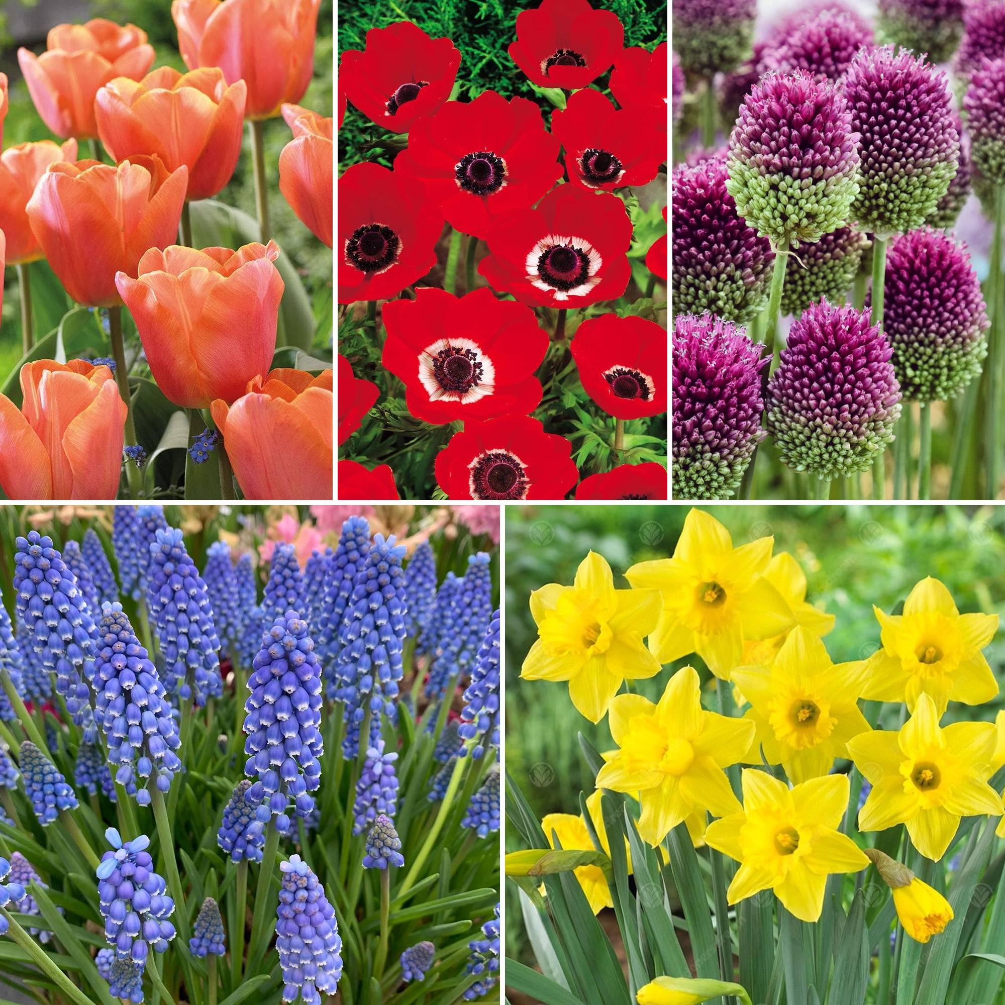 Gardenersdream - Jardin de bulbes Mélange coloré de tulipes, anémones, alliums, muscari et narcisses (125 bulbes) - Imagen 2