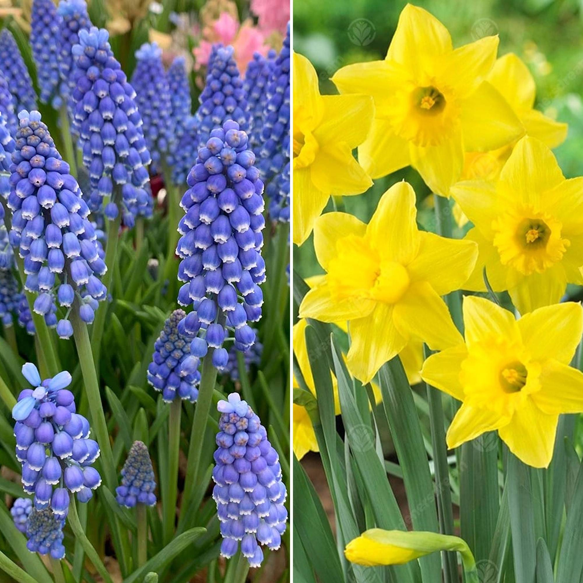 Gardenersdream - Jardin de bulbes Mélange coloré de tulipes, anémones, alliums, muscari et narcisses (125 bulbes) - Imagen 4