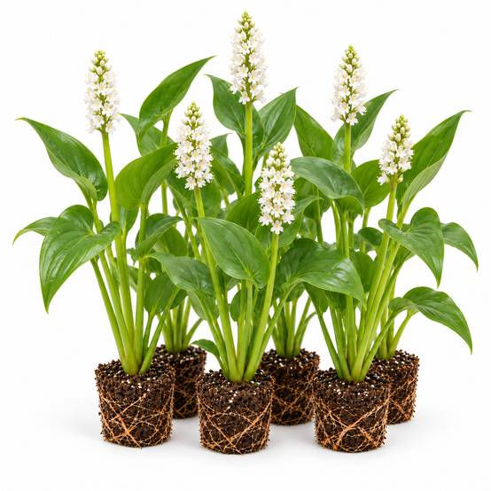 Pontédérie blanche - Pontederia cordata - 12 plantes - Image 1
