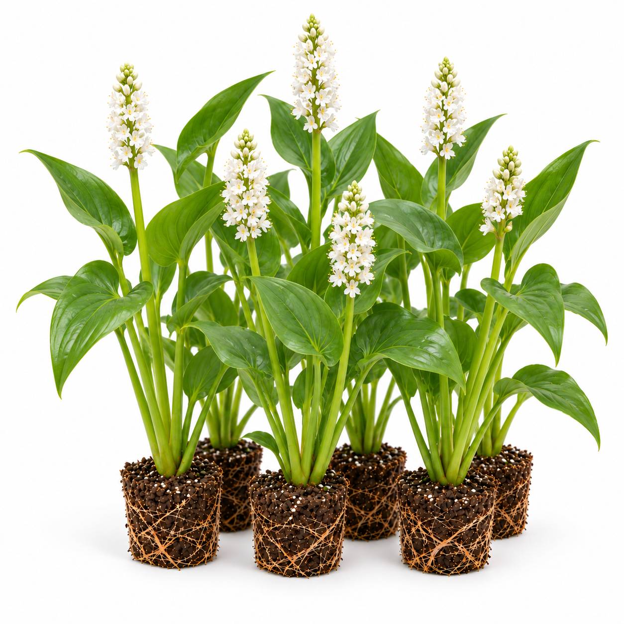 Pontédérie blanche - Pontederia cordata - 12 plantes
