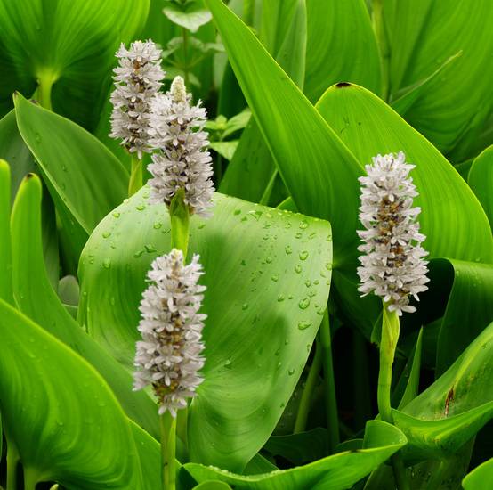 Pontédérie blanche - Pontederia cordata - 12 plantes - Image 3