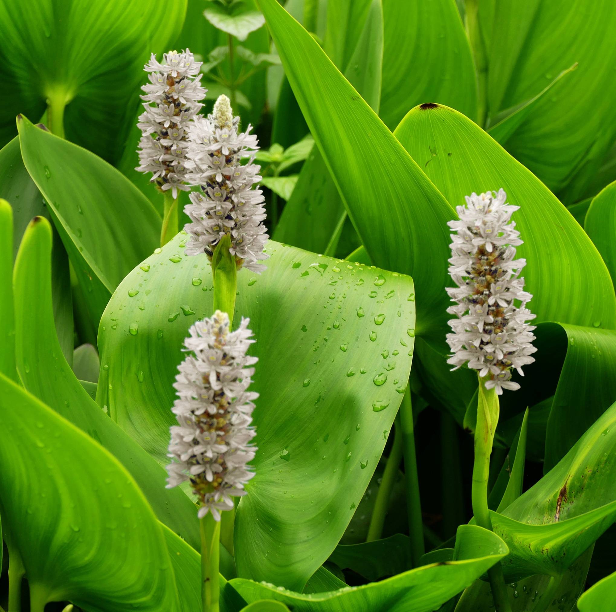 Pontédérie blanche - Pontederia cordata - 12 plantes - Image 3