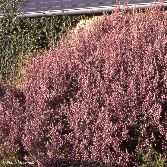 Promesse de Fleurs - Bruyère de l'ouest - Erica mediterranea Pot de 3L/4L - Image 1
