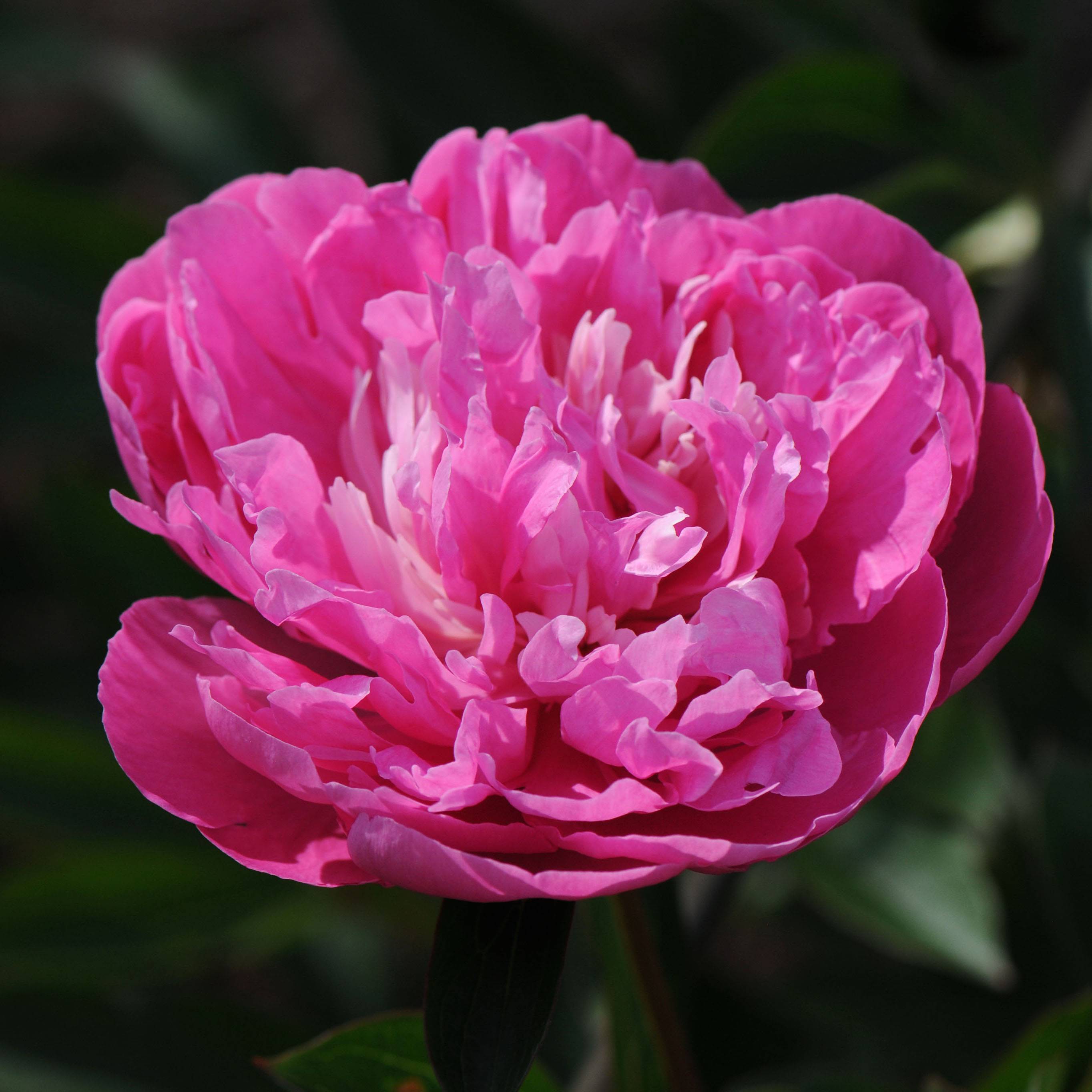 Pivoine lactiflora Amabilis Pot de 3L/4L